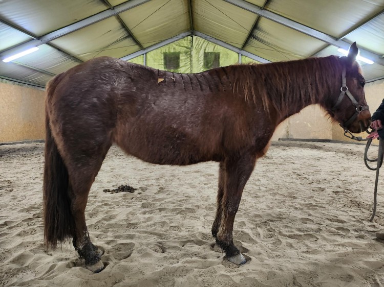 Prawidłowe dopasowanie miarki krzywikowej do grzbietu konia - widok z boku