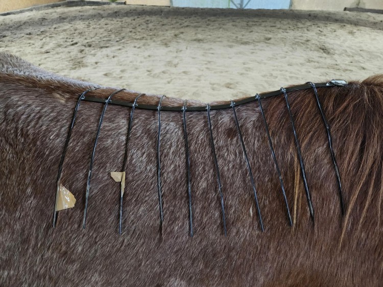 Prawidłowe dopasowanie rybki do kłębu konia - widok z boku