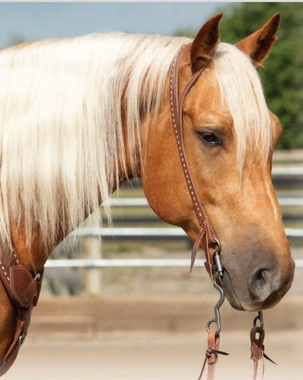 Ogłowie western split ear Weaver USA na koniu palomino — skóra harness, dots wzdłuż krawędzi, ozdobna klamra