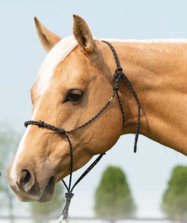 Kantar sznurkowy Weaver Silvertip 4 węzły czarno-szary założony na palomino — praca z ziemi i trening