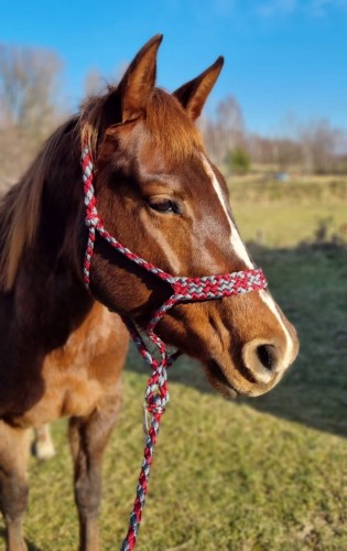 Kantar sznurkowy Weaver z liną 3 m czerwono-szary założony na gniadego konia — ręcznie pleciona taśma poliestrowa — HorsePassion.pl
