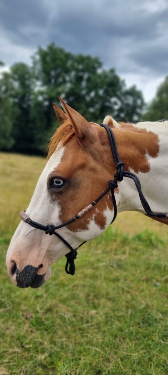Kantar sznurkowy ze wzmocnieniem z surowej skóry — czarna linka, rawhide na nachrapniku i policzkach — Paint Horse, HorsePassion.pl
