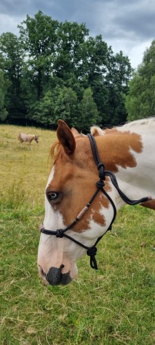 Kantar sznurkowy z rawhide założony na Paint Horse tobiano — widok boczny, dopasowanie do głowy