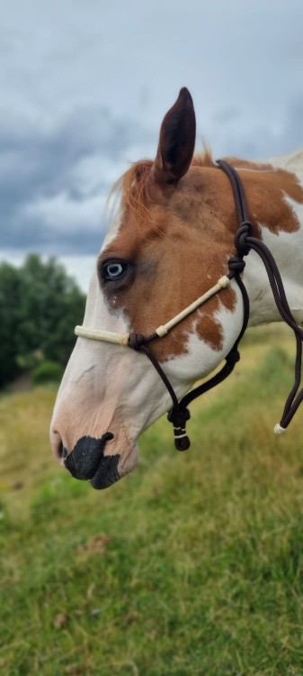 Kantar sznurkowy Western Imports z rawhide — ciemnobrązowa linka, naturalna surowa skóra na nachrapniku — Paint Horse, HorsePassion.pl