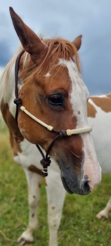 Kantar Western Imports rawhide założony na Paint tobiano — widok frontalny, dopasowanie do głowy