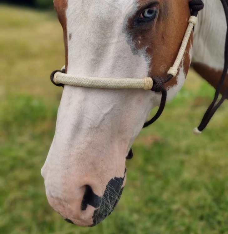 Kantar sznurkowy Western Imports — zbliżenie nachrapnika z surowej skóry, kontrast naturalnego beżu i ciemnobrązowej linki