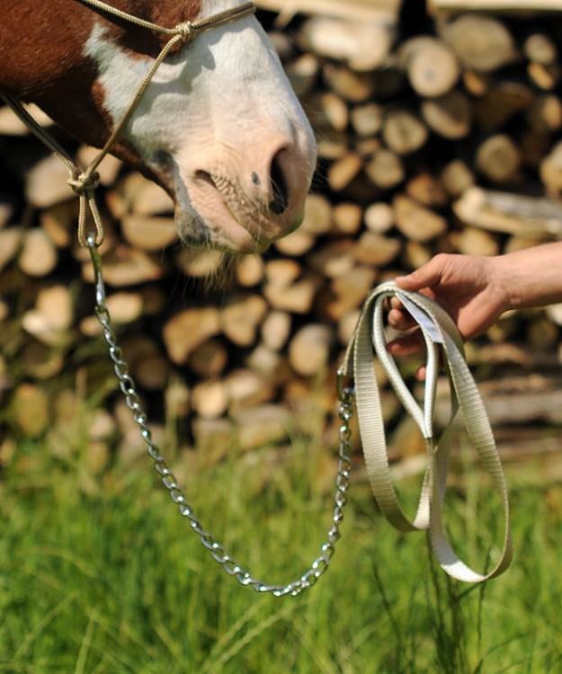 Uwiąz z łańcuszkiem Hamilton showmanship — technika prowadzenia przez pierścień kantara, styl western